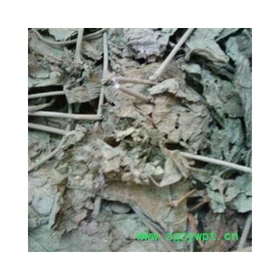 芙蓉叶 统货 产地 广西壮族自治区南宁市