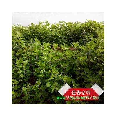 艾叶 3年陈 产地 河南省南阳市