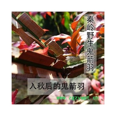 【新货】鬼箭羽 秦岭野生 手切小硫日晒 干净干优段 无质卫矛货1000g