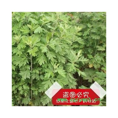 艾叶 5年陈艾 产地 河南省南阳市