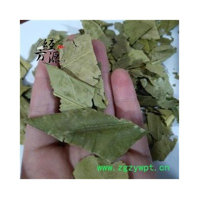 橘叶 桔叶 橘子叶 统货