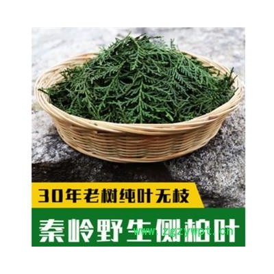 新鲜侧柏叶纯叶无树枝秦岭野生侧柏叶扁柏叶防脱生发密发增发500g
