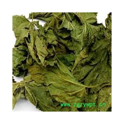 灵吉药业 桑叶  批发各种规格名贵药材 中草药 花茶 人参 冷背珍稀野生药材