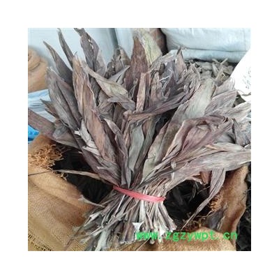 红铁树叶 选 产地 广西壮族自治区玉林市市辖区