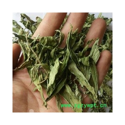 甜叶菊 好统 产地 江苏省