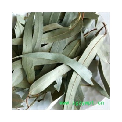 安祁名药桉树叶 桉叶