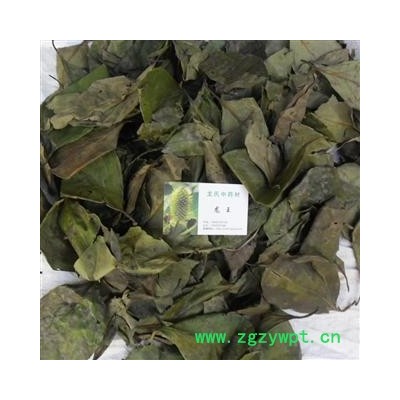 柿子树叶 统货 产地 四川省成都市双流县