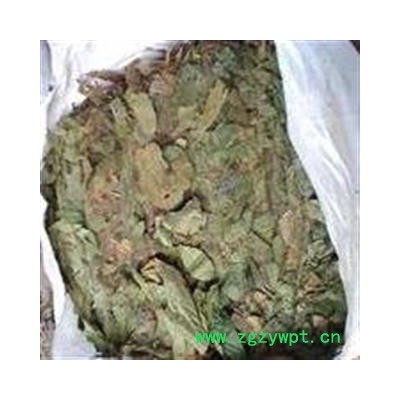 诺源药材行中药材 布渣叶 蓑衣子 破布叶 麻布叶
