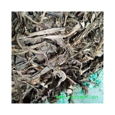 安祁名药大青叶   板蓝根叶  个子大货