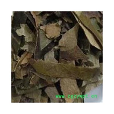 精品选装枇杷叶 新货颜色好 产地直销 产地 浙江省