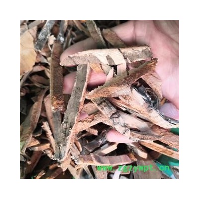 安祁名药中药材杨树皮 白杨皮  白杨树皮