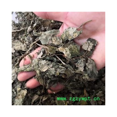 安祁名药楮叶  楮桃叶 新货颜色绿