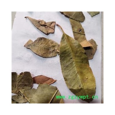 安祁名药中药材石楠藤  爬岩香 巴岩香 石楠藤叶