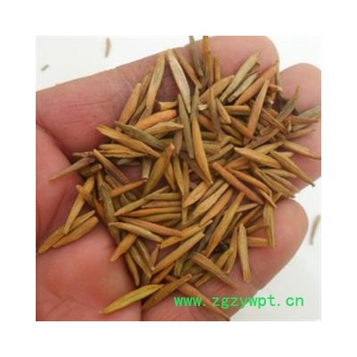 安祁名药正品止泻木皮 止泻木子