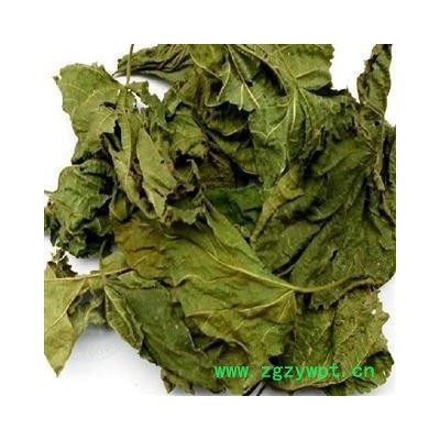桑叶 青桑叶 新货 无杂质 产地 山东省
