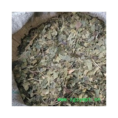 霜桑叶 黄桑叶 无杂质 产地 山东省