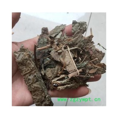 安祁名药正品臭梧桐 梧桐叶另有梧桐花以及梧桐泪