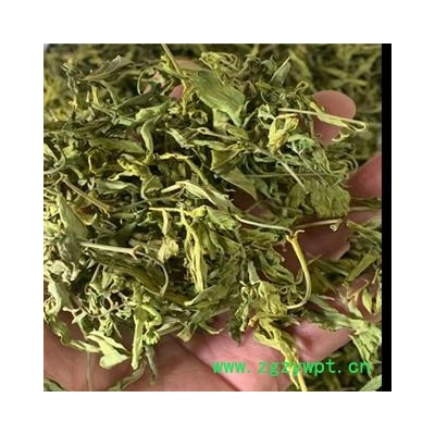 安祁名药中药材忧遁草 忧遁叶 接骨木 青箭