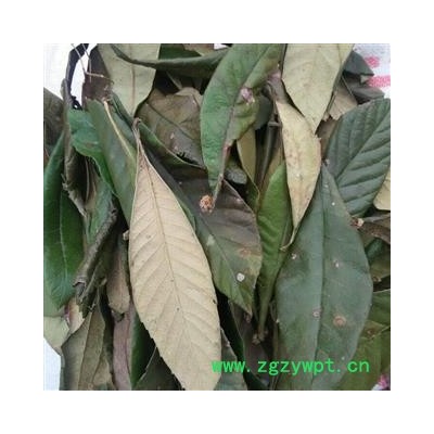 枇杷叶 青色好货 产地 四川省成都市双流县