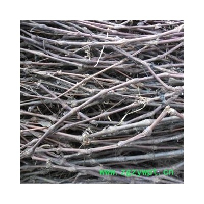 廖子草 统货 产地 四川省成都市双流县