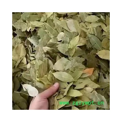 中药材香叶 广西正宗香叶 香叶药食两用 本品是手工挑选 烘干晾晒 无硫新货 干净无杂 色泽自然 安国中药材批发零售大全