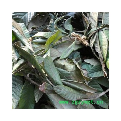 枇杷叶 青黄统 产地 四川省成都市双流县