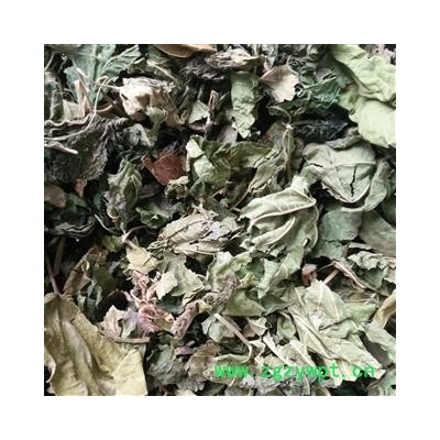 桑叶 青桑叶 铁扇子 蚕叶 青桑叶统货 产地 四川省 批发各种冷背中草药个子