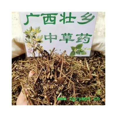 广西壮乡中草药 野生 土茵陈 猪毛蒿 石茵陈 山茵陈 产地 广西柳州