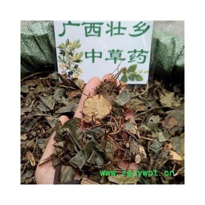 广西壮乡中草药 野生 正品 肿节风 九节茶 草珊瑚 九节风 接骨莲 产地 广西柳州