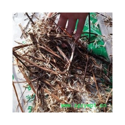 瑞森药材行鼠梓子 梓实 产地湖南