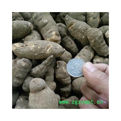 三叶青 三叶青特大手选个 3.0筛子以上 产地 浙江省