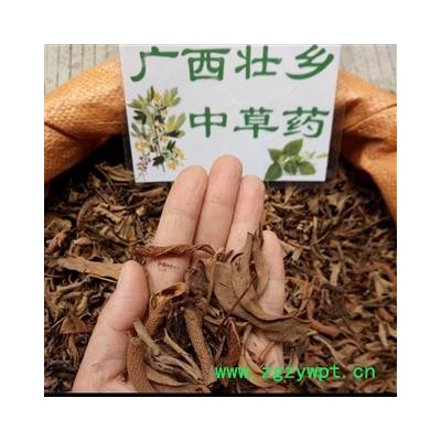 广西壮乡中草药 野生 含量高 小叶 石苇 石韦 产地 广西柳州市融水苗族自治县