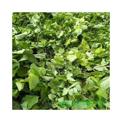 甘肃陇南野生淫羊藿  淫羊藿苷0.87精选选货
