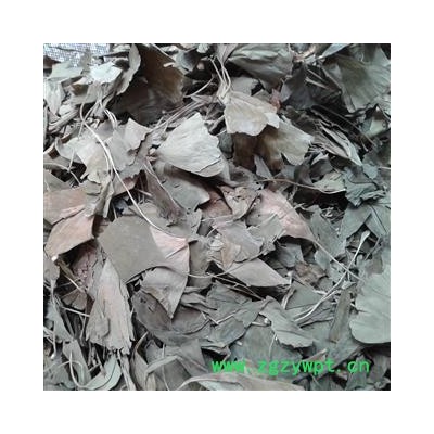 银杏叶 统货 产地 安徽省