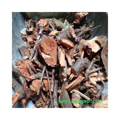 小丽百草行广寄生 广西桑寄生 桃树寄生 寄生茶