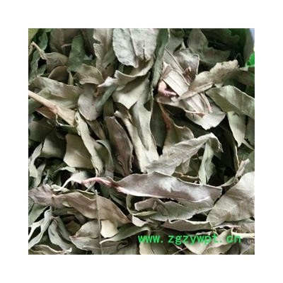 罗布麻叶 泡茶专用 大叶罗布麻叶 茶用罗布麻叶  选货 产地 天津市