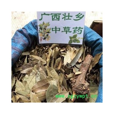 广西壮乡中草药 野生 杉木寄生 杉寄生 产地 广西柳州