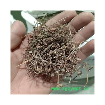 白花蛇舌草 白花蛇草，优质， 产地 河南省周口市沈丘县