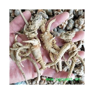 三七个 野生三七参 产地 云南省文山壮族苗族自治州