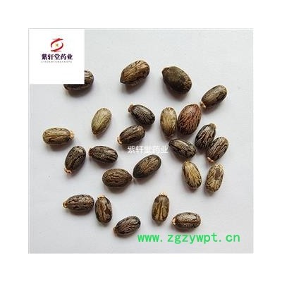 蓖麻子 蓖麻子 选货  产地安徽省 紫轩堂药业