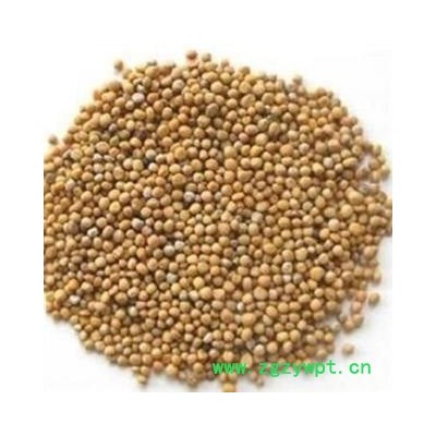 白芥子 白芥子 纯净货  产地 四川省