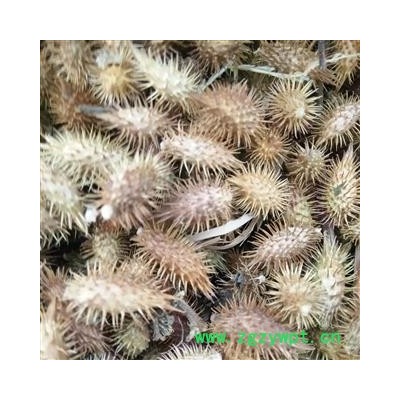 苍耳子 统 产地 河南省平顶山市汝州市