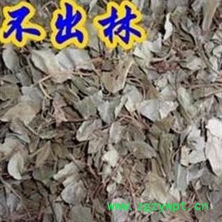 京辉药业 不出林 矮地茶 平地木 正品