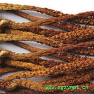 京辉药业 草苁蓉 不老草 正品 批发 零售