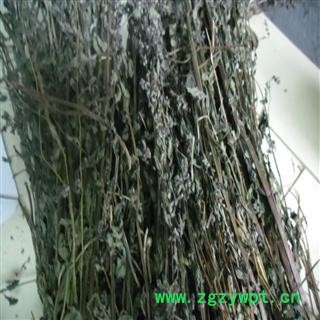 半枝莲 青色选货 产地 四川省成都市双流县 库存 500千克可售