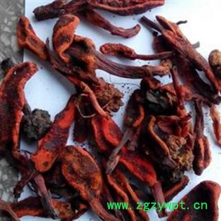 京辉药业 不老草 回春草 野生