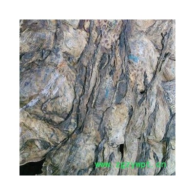 蟾蜍衣 干蟾蜍皮 产地 辽宁省