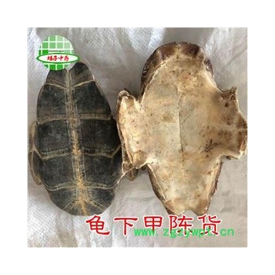龟甲 龟下甲 正品 旱龟板 陈货干度好 产地 湖北省宜昌市兴山县 买好药找娟子