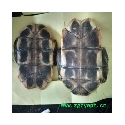 龟板 大选 产地 广东省