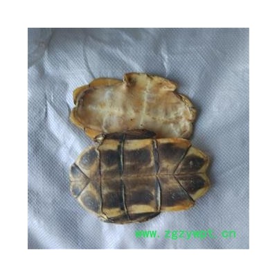 龟板 旱龟甲 正品龟板 选 产地 广东省 安顺药业 专注品质 产地 山东省